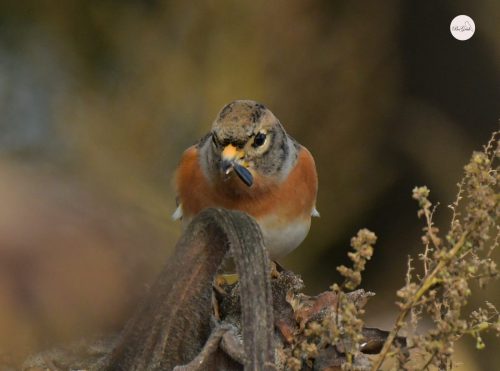 10.JER ŻERUJĄCY NA SŁONECZNIKU  (1)