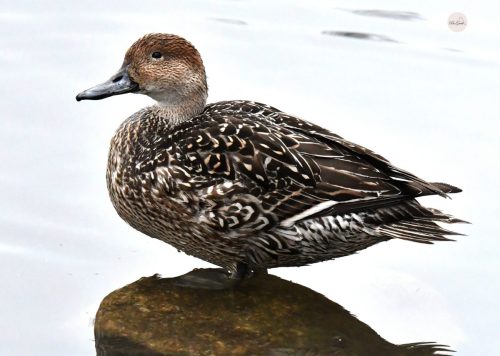 488967264_2114762718972407_7236427680120491162_n