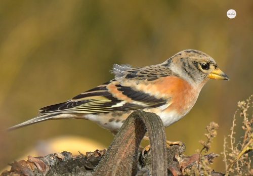 5.JER W SZACIE ZIMOWEJ  (2) (1)