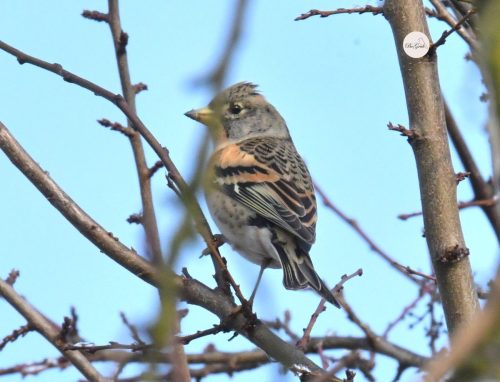 6.PIÓRA NA GRZBIECIE JERA UKŁADJĄ SIĘ ŁUSKOWATO (1)