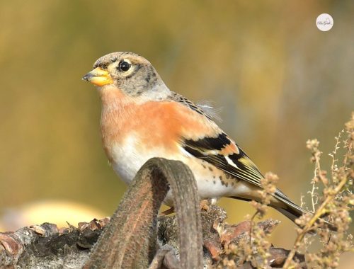 7. DZIÓB JERA JEST SŁOMKOWO-ŻÓŁÓTY Z CZARNĄ KOŃCÓWKĄ (2) (1)