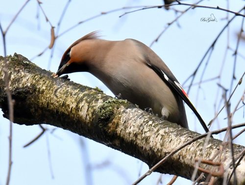 JEMIOŁUSZKA SPIJAJĄCA SOK BRZOZY