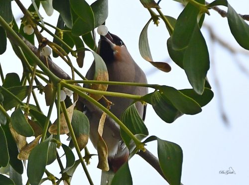 JEMIOŁUSZKA Z OWOCEM JEMIOŁY