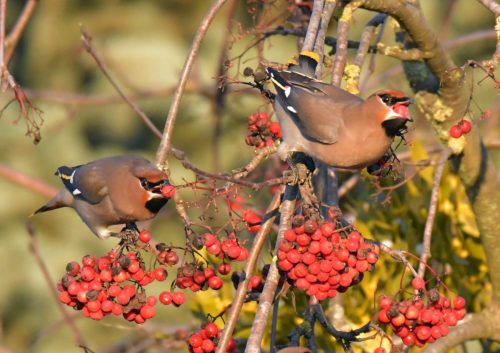 JEMIOŁUSZKI ŻERUJĄCE NA JARZĘBACH (1)