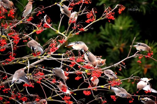 STADO JEMIOŁUSZK OBJADAJĄCE OWOCE JARZĘBY (1)