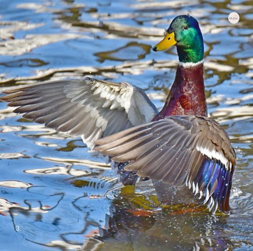 3.-KRZYZOWKA-SUSZENIE-SKRZYDEL-