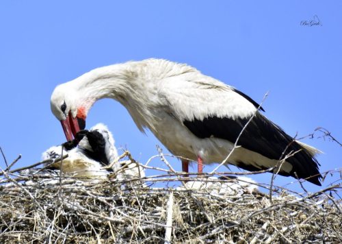 480733538 2080026519112694 3490761855398403395 n