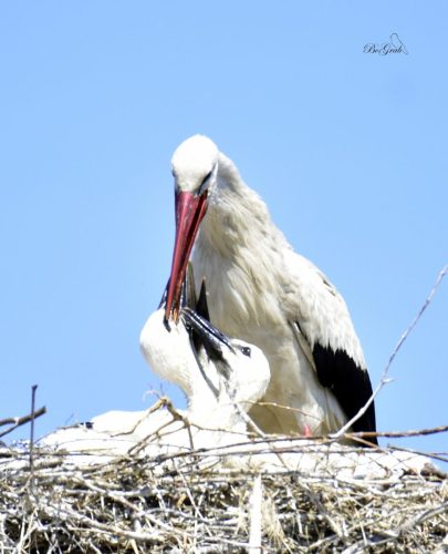 480743118 2080025449112801 1869760199994724059 n