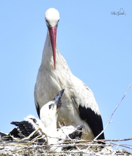 480746910 2080025392446140 8385780486443438087 n