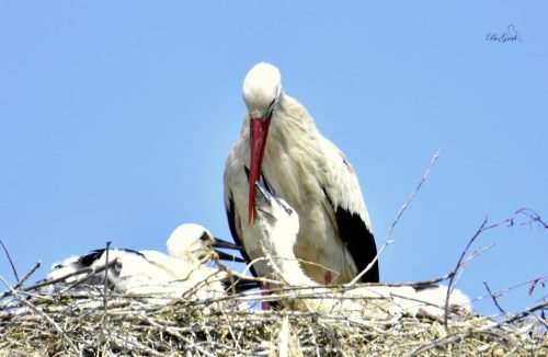 480756451 2080026529112693 6072012160472252545 n