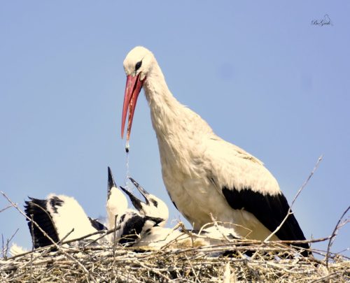 481079823 2080026479112698 6475963348561706817 n