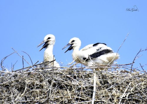 481661595 2080026799112666 3645163034027062322 n