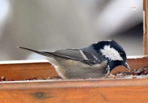 DO-KARMNIKOW-ZAGLADAJA-RZADKO-SPOTYKANE-GATUNKI-SOSNOWKA-2