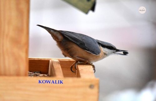 KOWALIK-TO-NAJWIEKSZY-LAKOMCZUCH-1