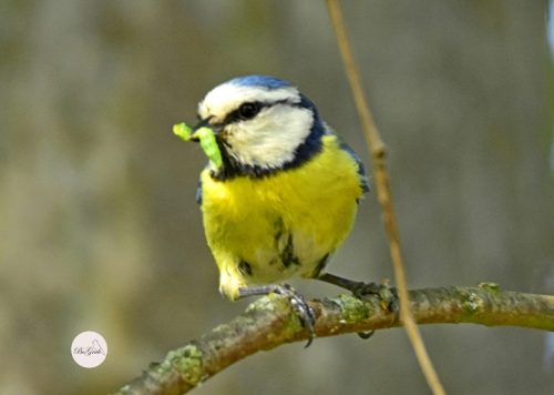 MODRASZKA-Z-GASIENICA