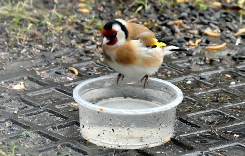 NIE-ZAPOMNIJMY-O-POIDELKU-Z-WODA-